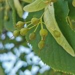 Tilia × europaea 果實