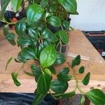 Peperomia glabella List