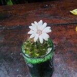 Discocactus horstii Flower