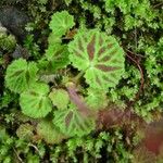Saxifraga stolonifera Leaf