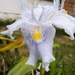 Iris japonica Flower
