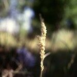 Poa arachnifera Flor