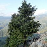 Abies cephalonica موطن