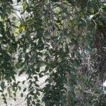 Capparis quiniflora Hábito