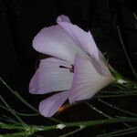 Alyogyne hakeifolia Blüte