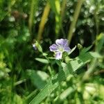 Linum usitatissimumFlower