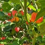 Capsicum chinense Fruto