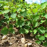 Tropaeolum tuberosum 葉