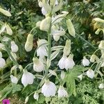 Ornithogalum candicans Flor