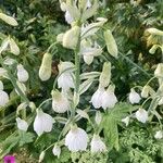 Ornithogalum candicans Lorea