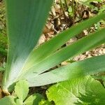 Iris × germanica Feuille