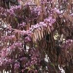 Cercis siliquastrum Φρούτο