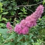 Spiraea salicifolia 花