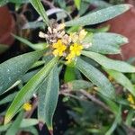 Oxalis fruticosa Květ