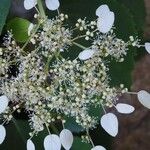 Schizophragma hydrangeoides 花