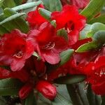 Rhododendron neriiflorum Blomst