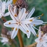 Asphodelus ramosus Floare