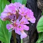 Bergenia crassifolia Flower