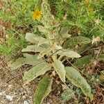 Verbascum niveum List