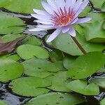 Nymphaea elegans Floare