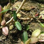 Bulbophyllum falcatum Habitus