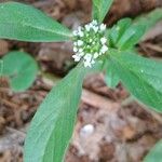 Mitracarpus hirtus Leaf