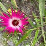 Cleretum bellidiforme Flower