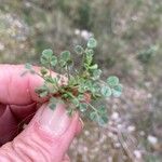 Medicago littoralis Folha