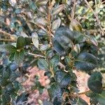 Buxus sempervirens Folha