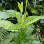 Rumex obtusifolius花