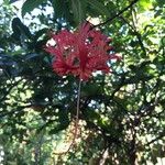 Hibiscus schizopetalus 花