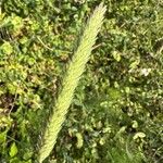 Phalaris aquatica Fula