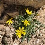 Hypochaeris robertia Hábito