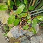 Begonia mannii Habit