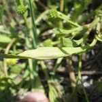 Ranunculus ophioglossifolius Likasa