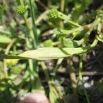 Ranunculus ophioglossifolius Fuelha