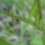 Cirsium tuberosum 樹皮