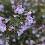 Clinopodium nepeta 花