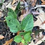 Monarda didymaFeuille