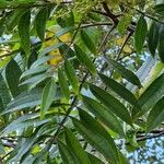 Rhus copallinum Blad