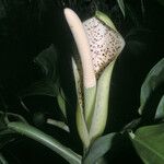 Philodendron rudgeanum Цветок