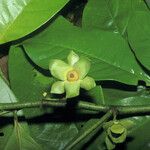 Guatteria punctata 果實