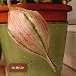 Stapelia hirsuta Lorea