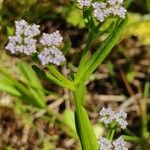 Valerianella eriocarpa Blüte