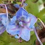 Echium candicans फूल