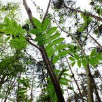 Sorbus domestica Yaprak