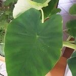 Colocasia esculenta Jani