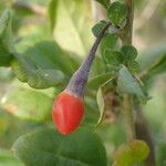 Lycium chinense Fruit