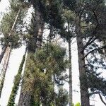 Pinus nigra ᱛᱟᱦᱮᱸ