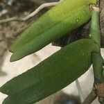 Calyptrochilum christyanum Hoja